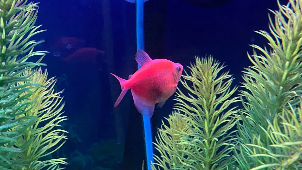 Ikan glofish tetra kena dropsy.