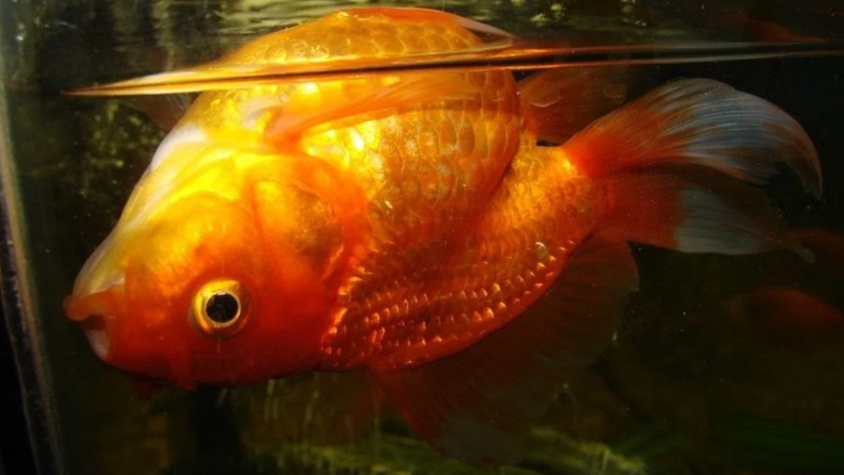 Gambar ikan koki terbalik