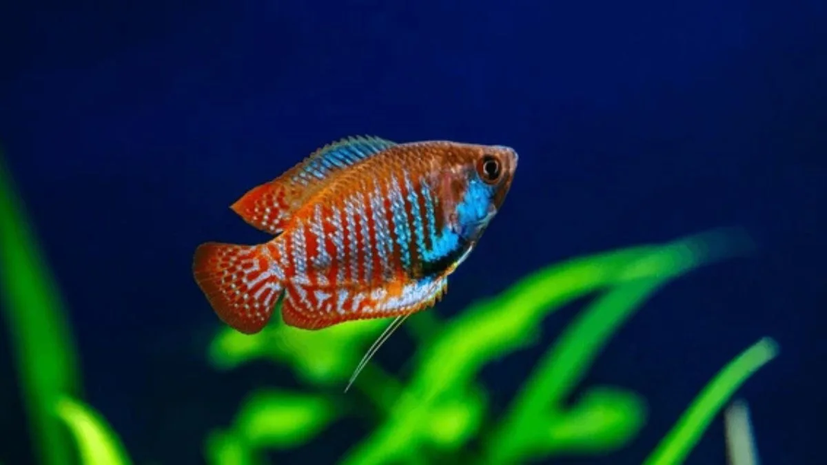 Gambar ikan gourame kerdil / gurame kerdil