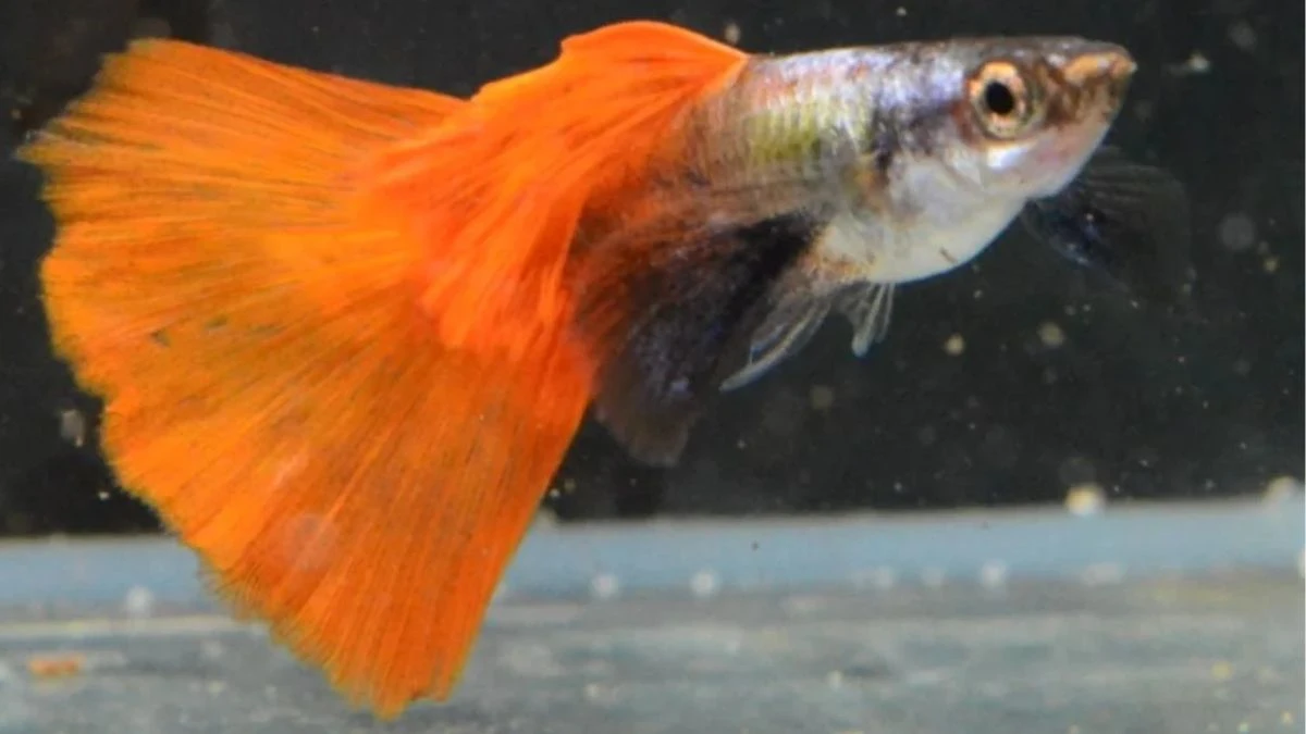 Gambar ikan guppy prtde