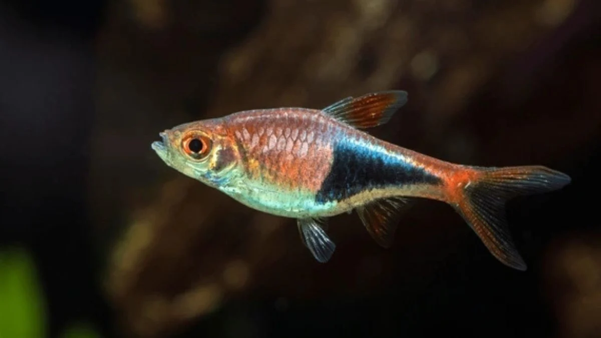 Gambar ikan harlequin Rasbora Trigonostigma Heteromorpha