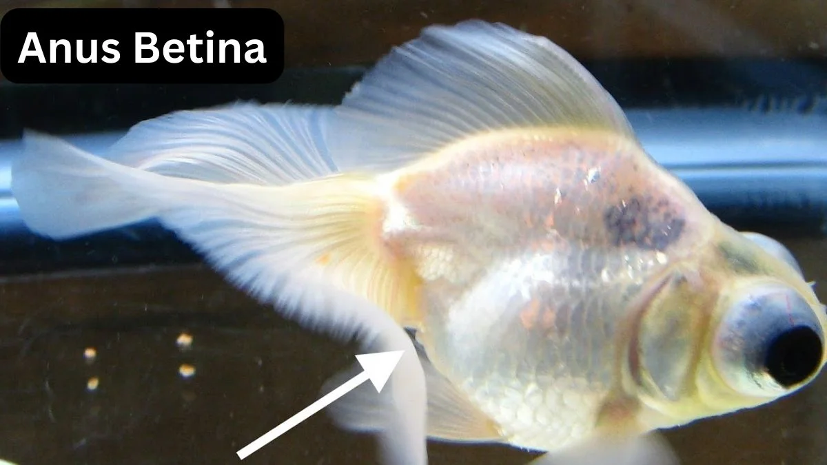 Gambar ikan koki anus betina