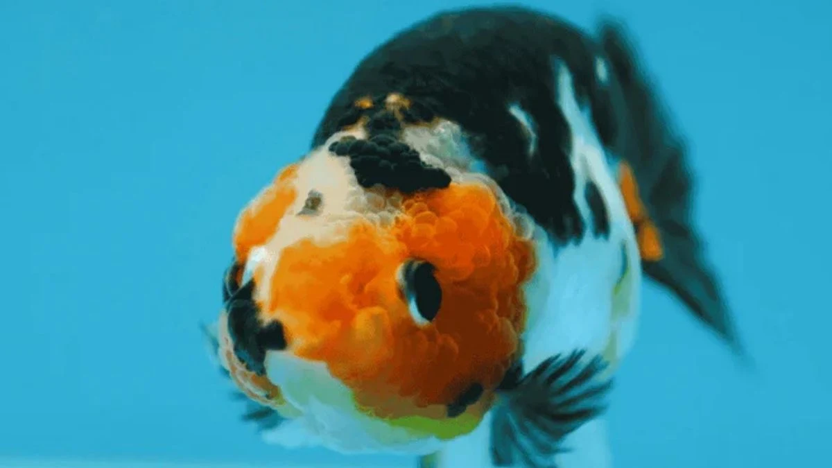 Gambar ikan ranchu calico muda