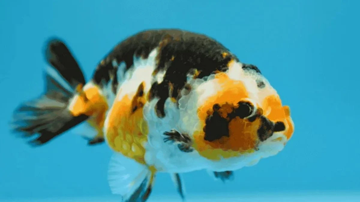 Gambar ikan ranchu calico