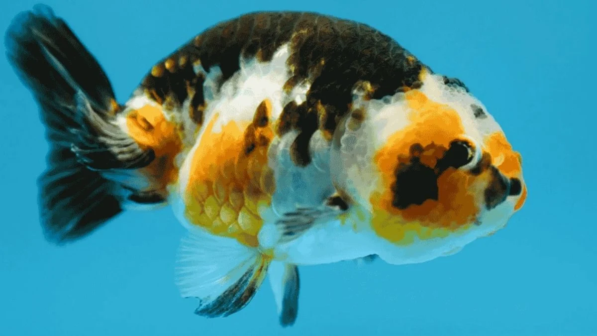 Gambar ikan ranchu calico kecil