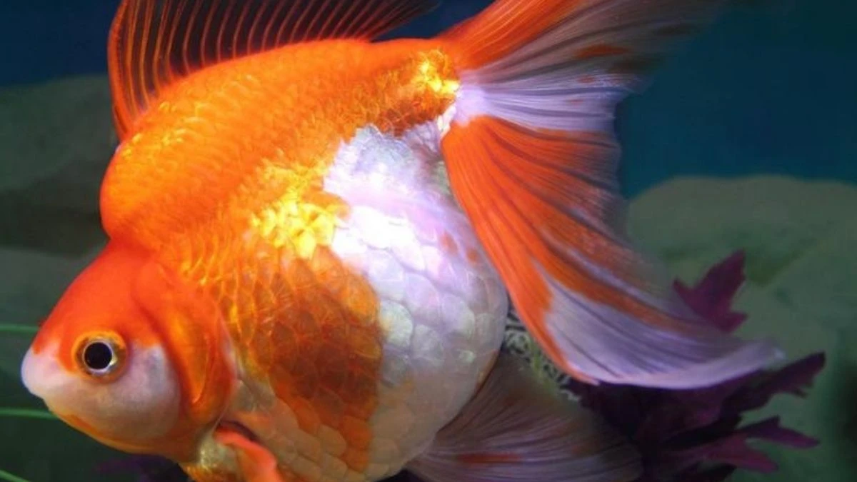 Gambar ikan koki dewasa hamil