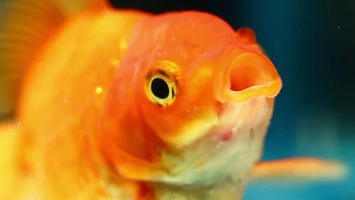 Gambar ikan koki dewasa indukan