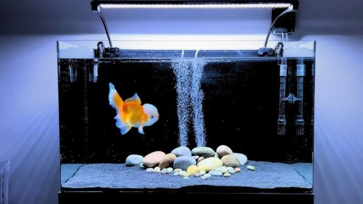 Gambar ikan koki ada di akuarium dengan filter dan aerator