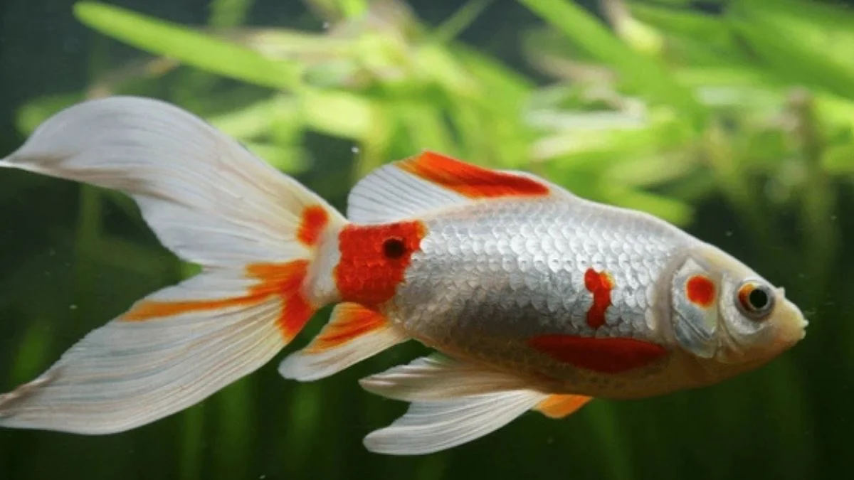 gambar-ikan-koki-komet Gambar ikan koki komet