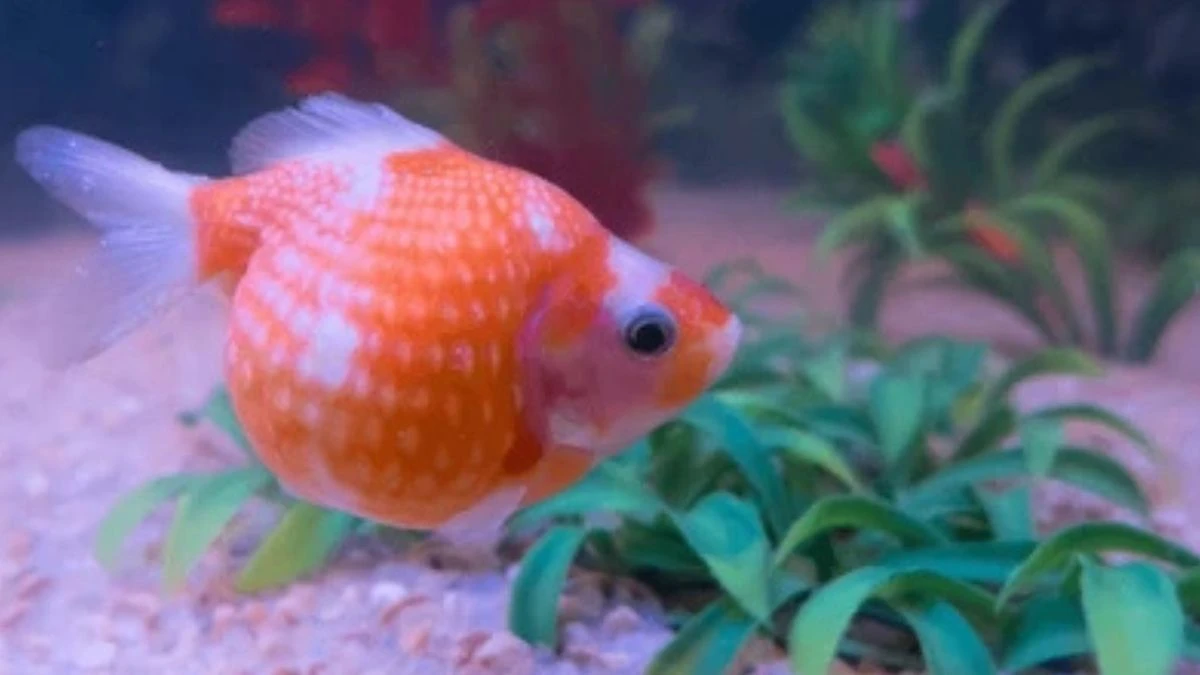 gambar-ikan-koki-mutiara-pearlscale Gambar ikan koki mutiara pearlscale