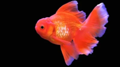 Gambar ikan koki oranda