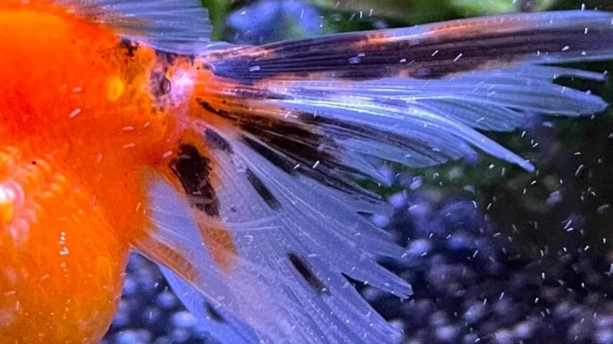 Gambar ikan koki oranda