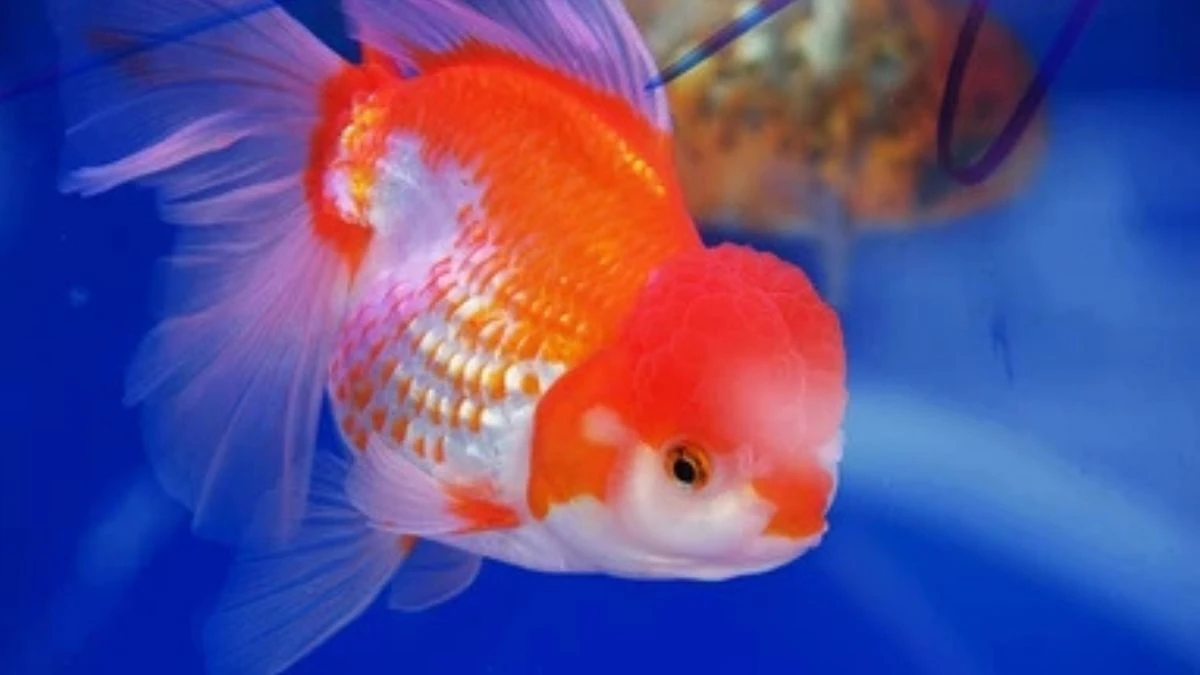gambar-ikan-koki-oranda-giant Gambar ikan koki oranda