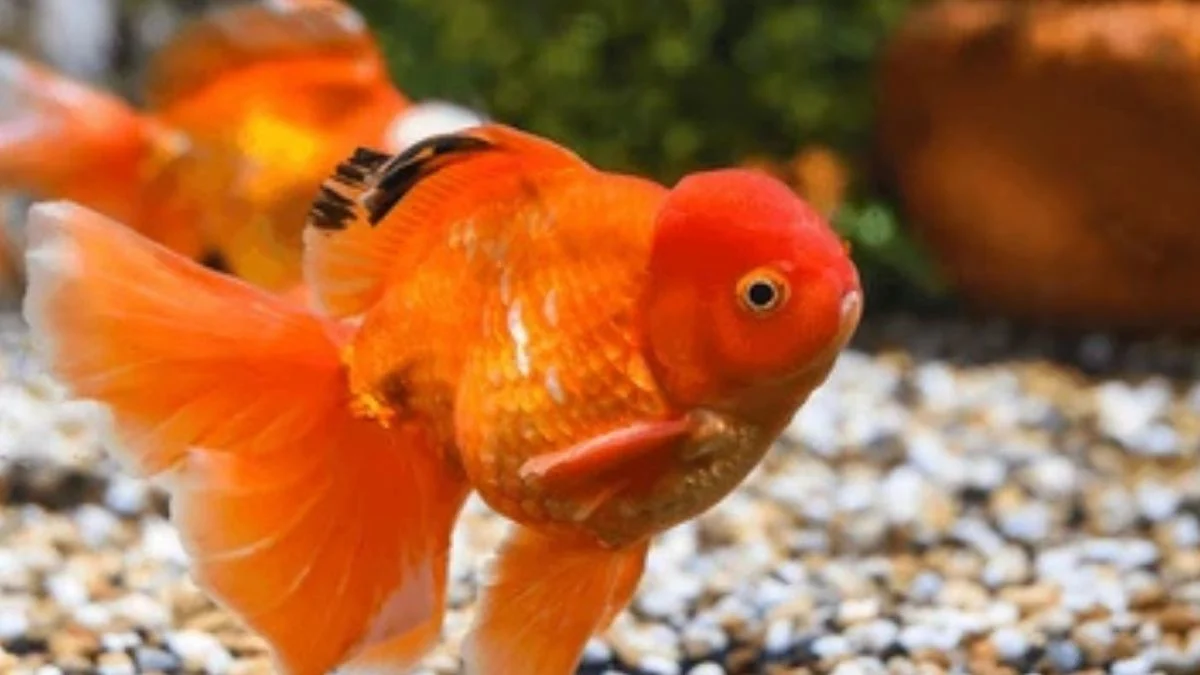 gambar-ikan-koki-oranda-oranye Gambar ikan koki oranda orange