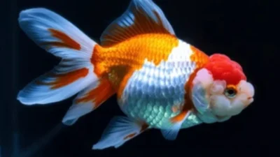 Gambar ikan koki oranda red cap