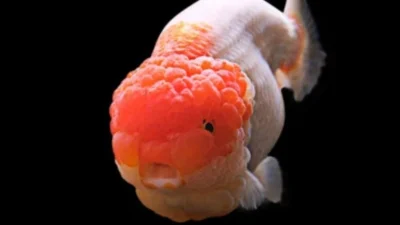Gambar ikan koki ranchu