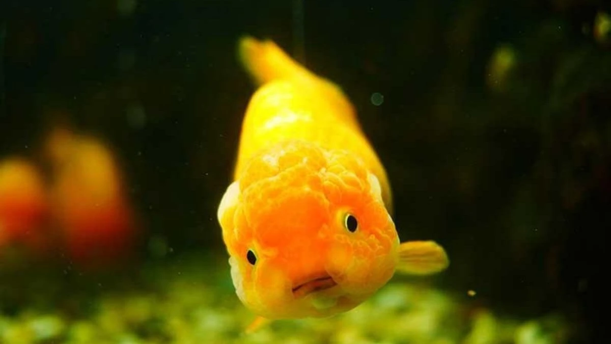 Ilustrasi ikan koki ranchu close up.