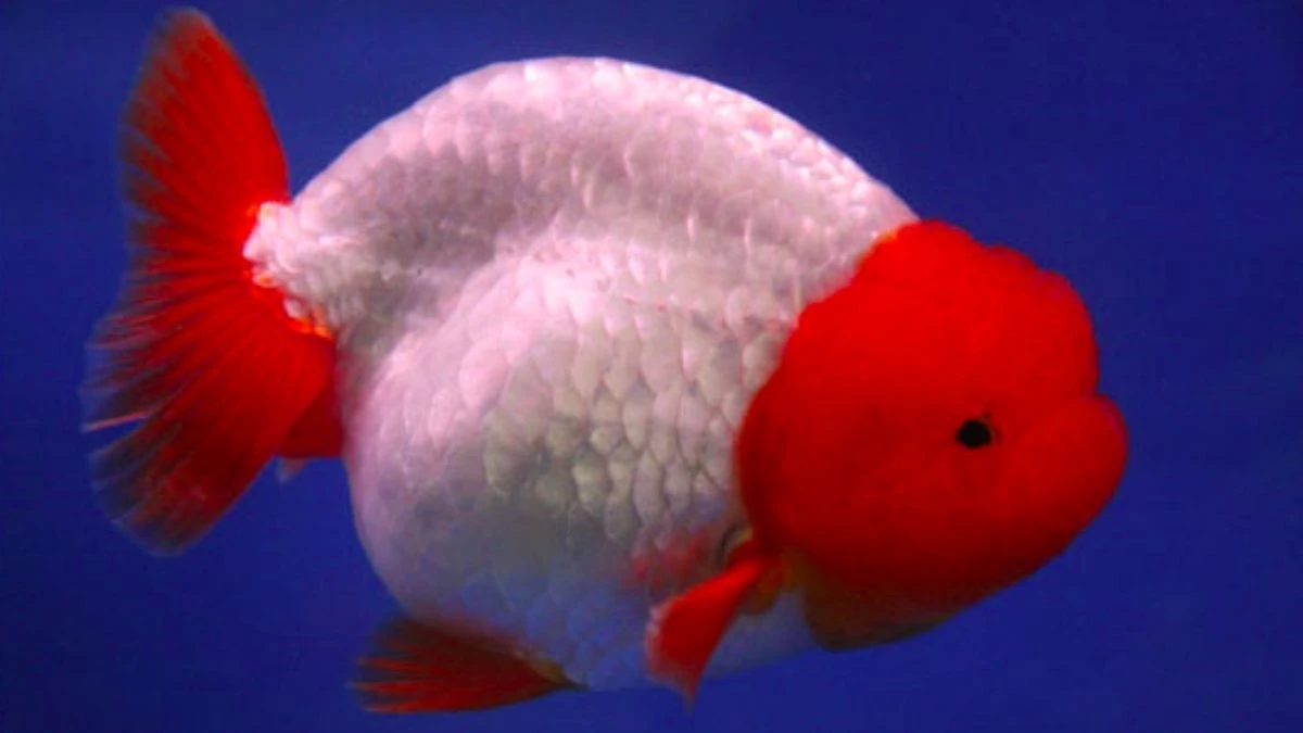 Gambar ikan koki ranchu kontes