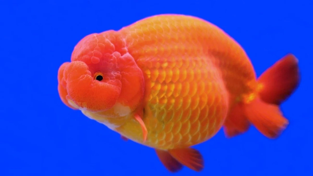 Ilustrasi ikan koki ranchu oranye