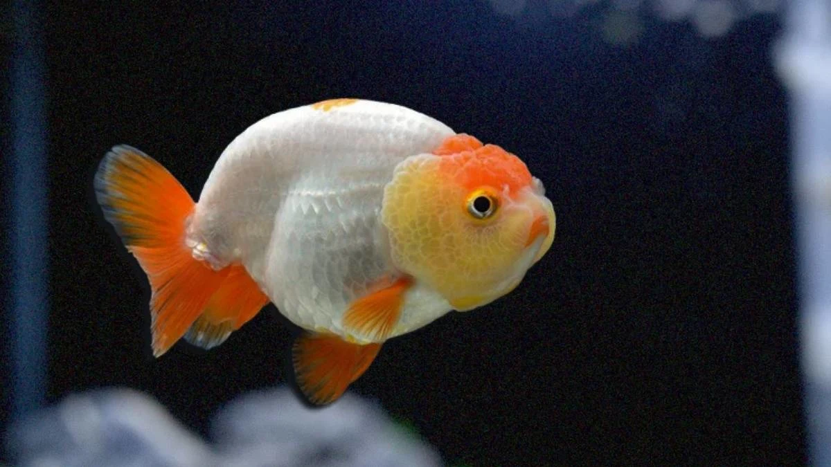 Gambar ikan koki ranchu oranye