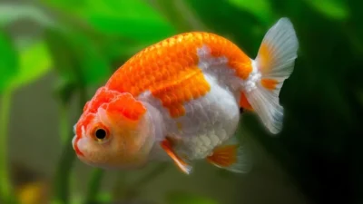 Gambar ikan koki ranchu red and white