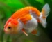 Gambar ikan koki ranchu red and white
