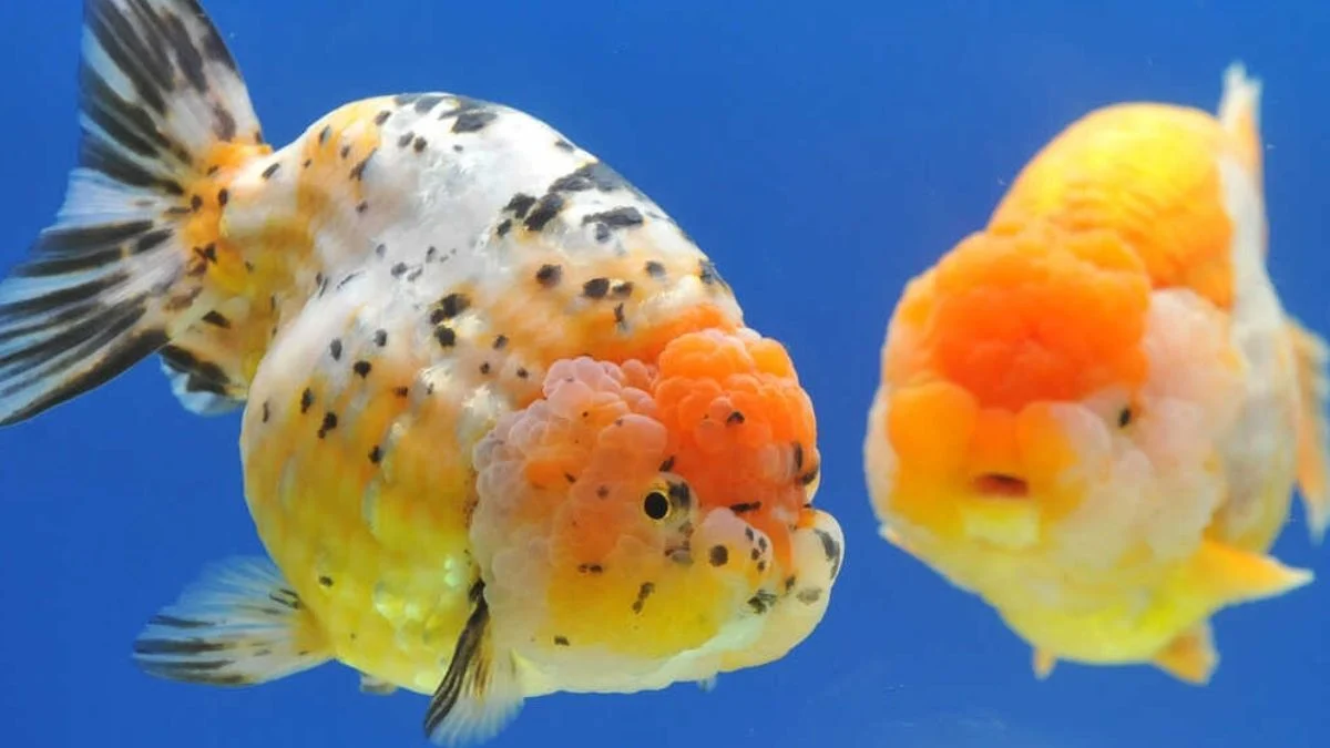 Gambar ikan koki ranchu indukan yang cocok untuk artikel perbedaan ikan koki jantan dan betina