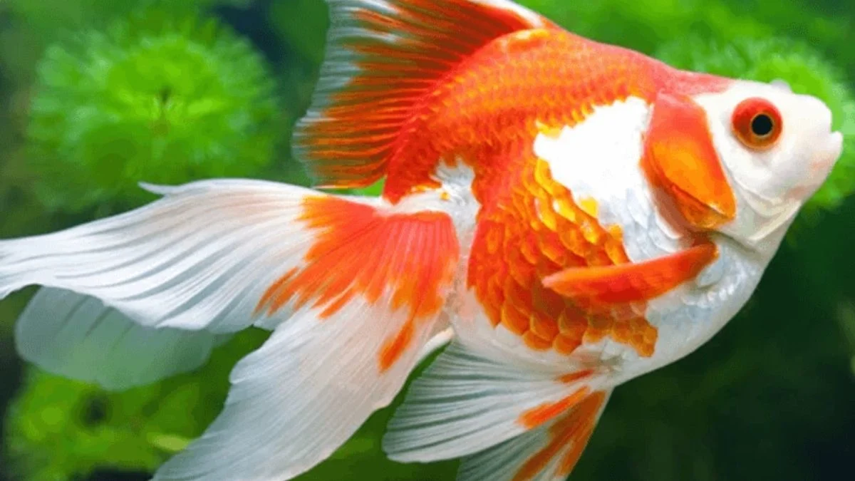 Gambar ikan koki red and white ryukin