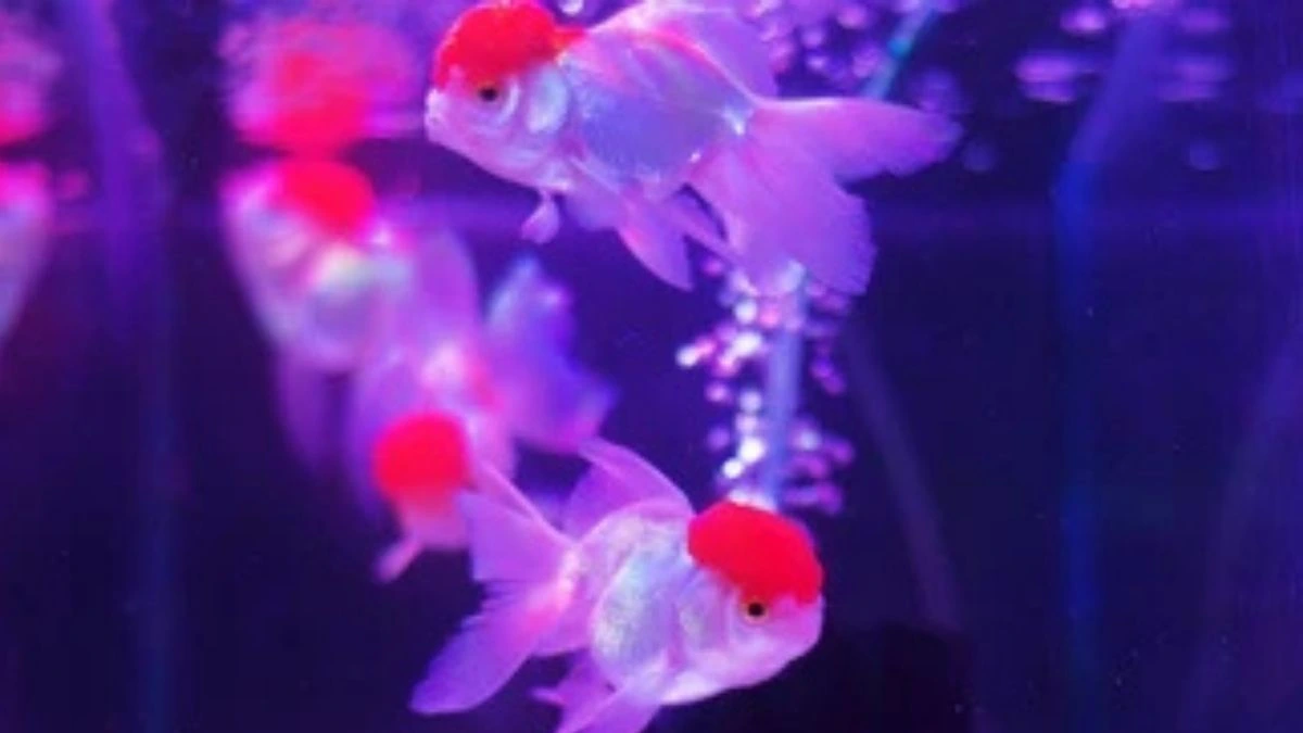 gambar-ikan-koki-red-cap-di-akuarium Gambar ikan koki red cap