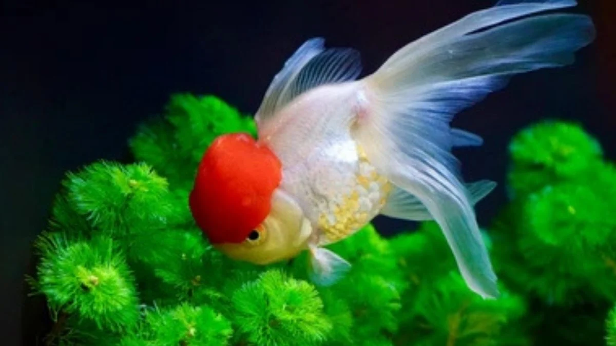 gambar-ikan-koki-red-cap Gambar ikan koki red cap