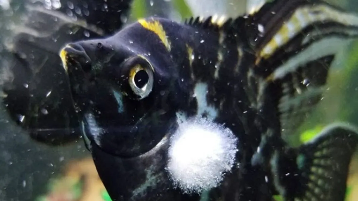 Gambar ikan hias manfish terkena penyakit jamur