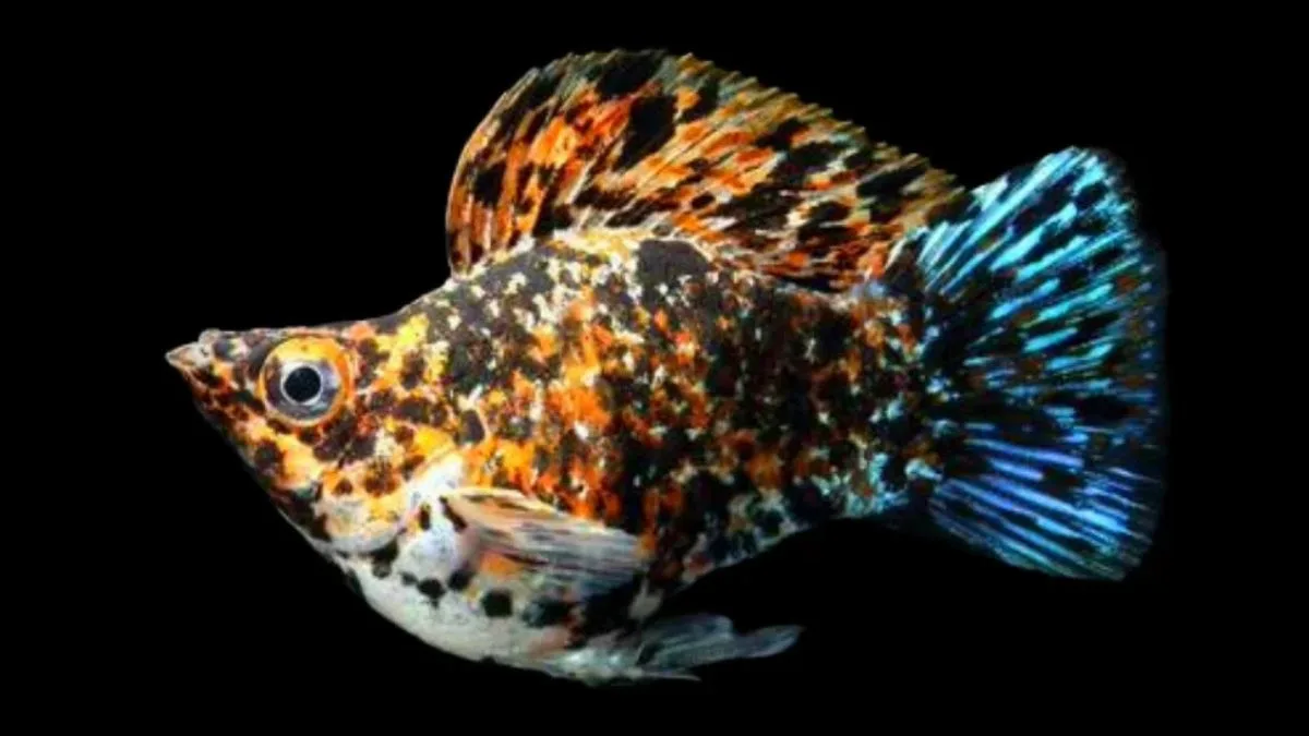 Ikan Molly Balon Calico Round Tail