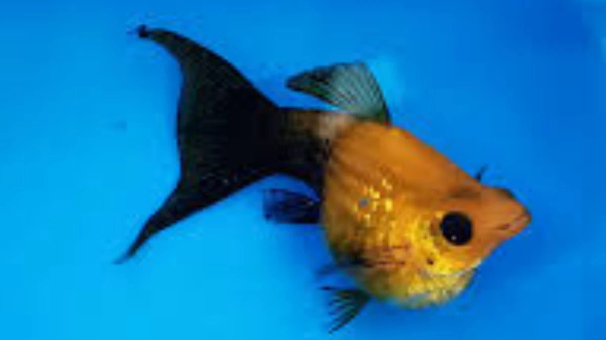 Gambar ikan molly balon golden black cawang