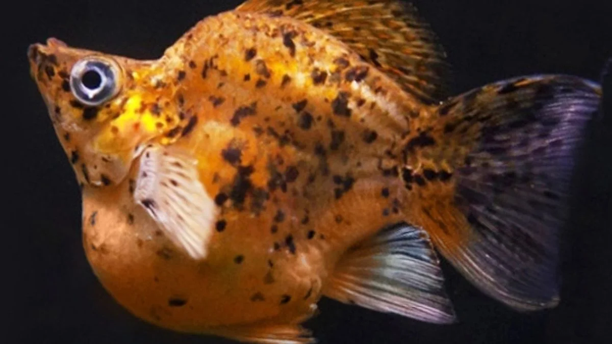Ikan Molly Balon Goldeopard