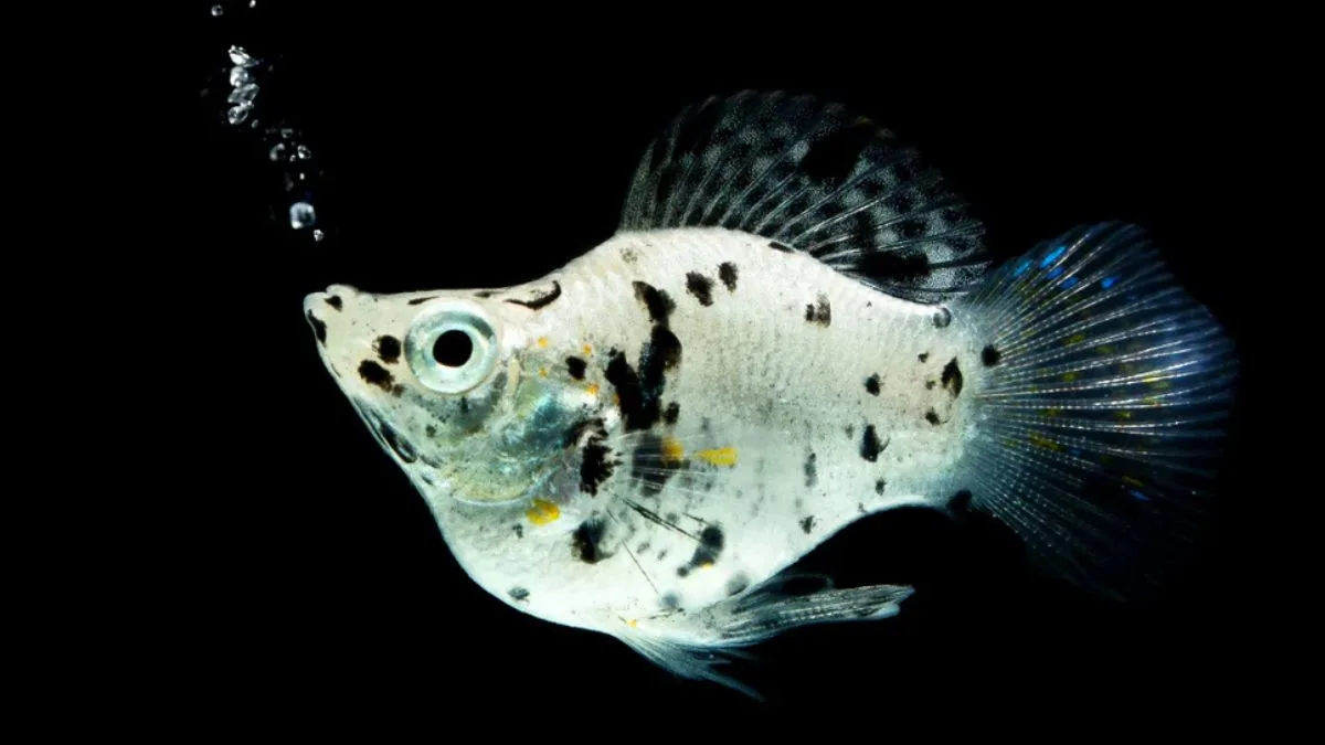 Gambar ikan Molly Balon Moo Cow Lyre tail