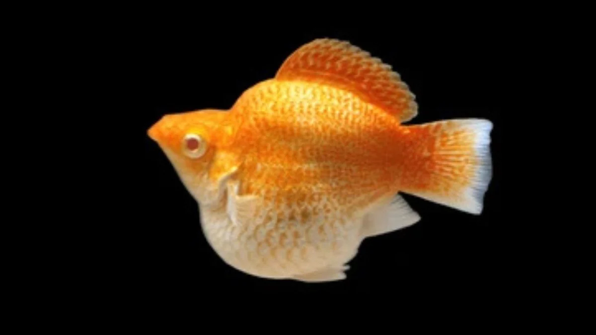 Gambar ikan Molly Balon Round tail betina