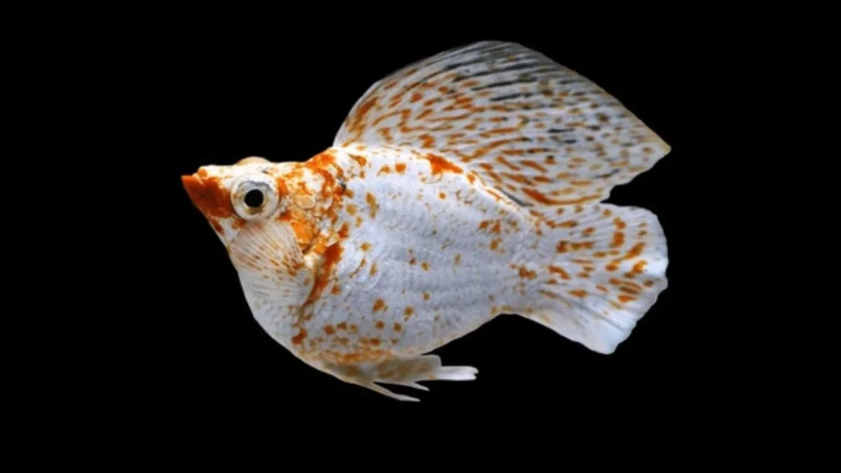 Ikan molly balon sakura