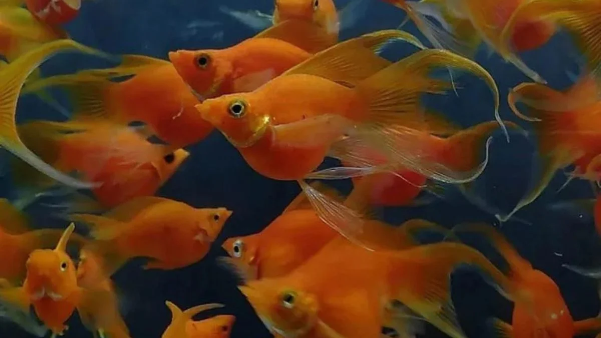 Gambar ikan molly balon sunkist lyre tail