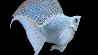 Gambar ikan molly balon white platinum dove lyre tail