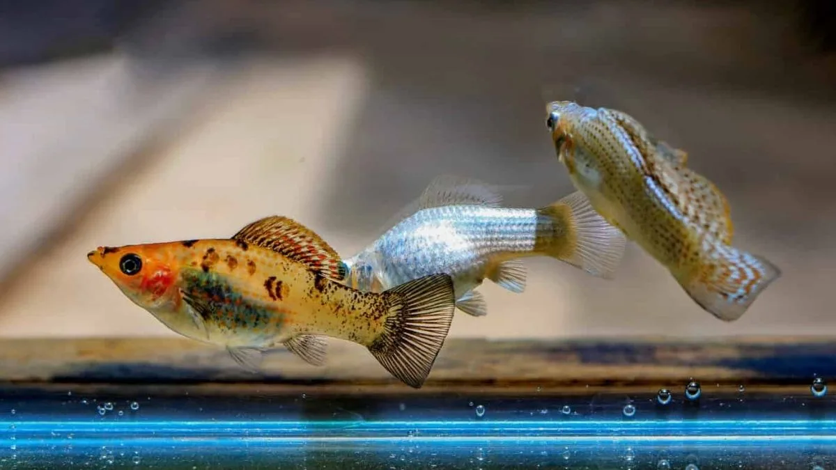 Gambar ikan molly dengan ikan lain