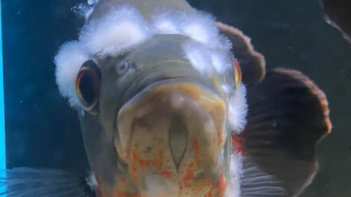 Gambar ikan hias oscar terkena penyakit jamur