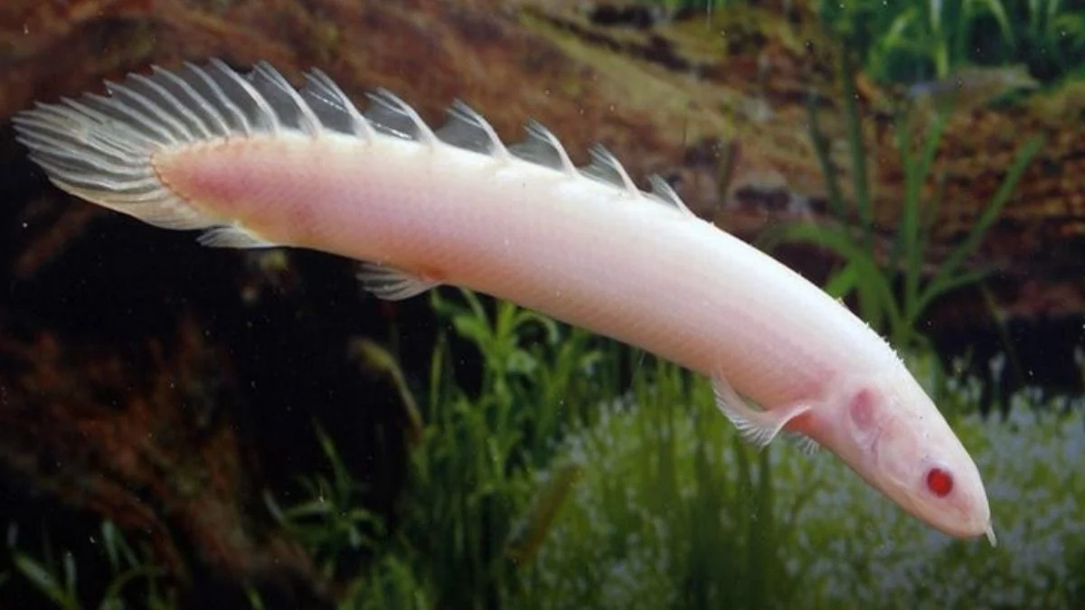 Gambar ikan palmas albino polypterus