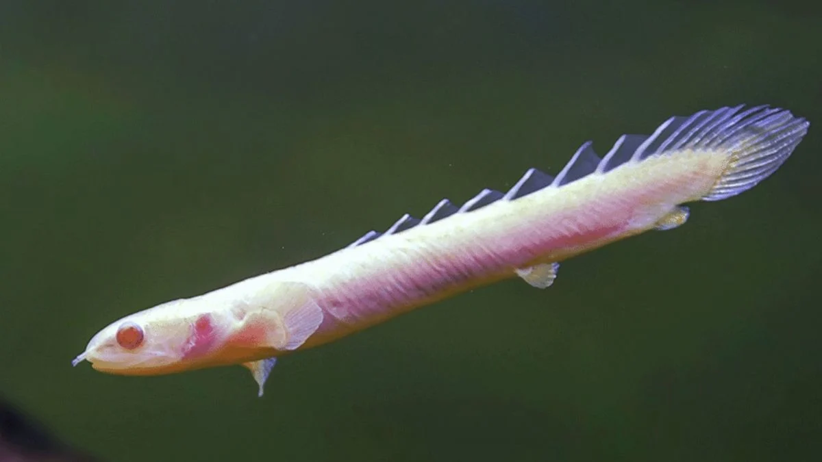 Gambar ikan palmas albino senegal