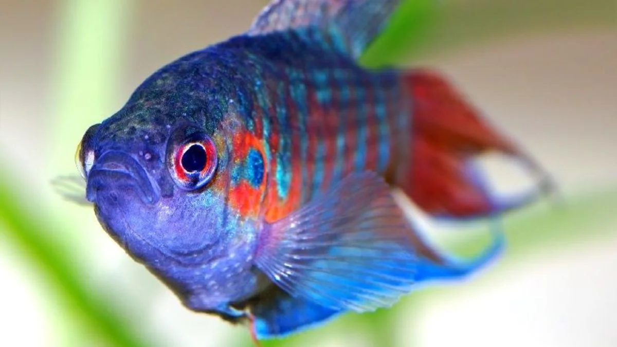 Gambar ikan paradiso yang merupakan ikan yang bisa hidup tanpa aerator