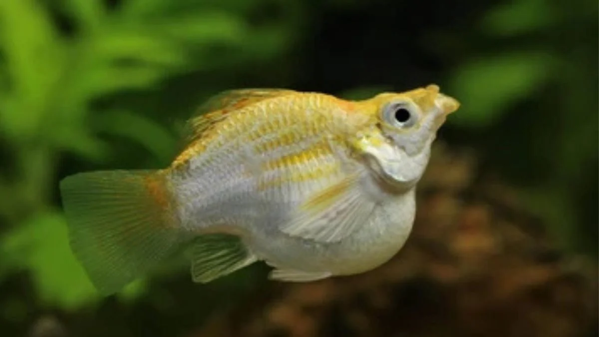 Gambar ikan molly balon yellow