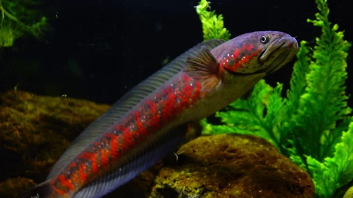 Gambar jenis ikan channa asiatica.