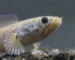 Gambar jenis ikan channa gachua.