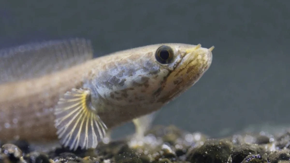 Gambar jenis ikan channa gachua.