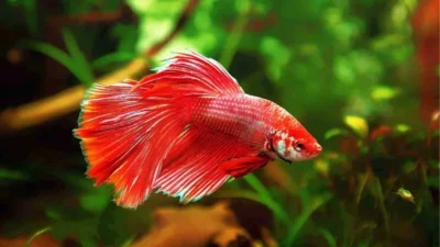 Gambar jenis ikan cupang Delta Tail