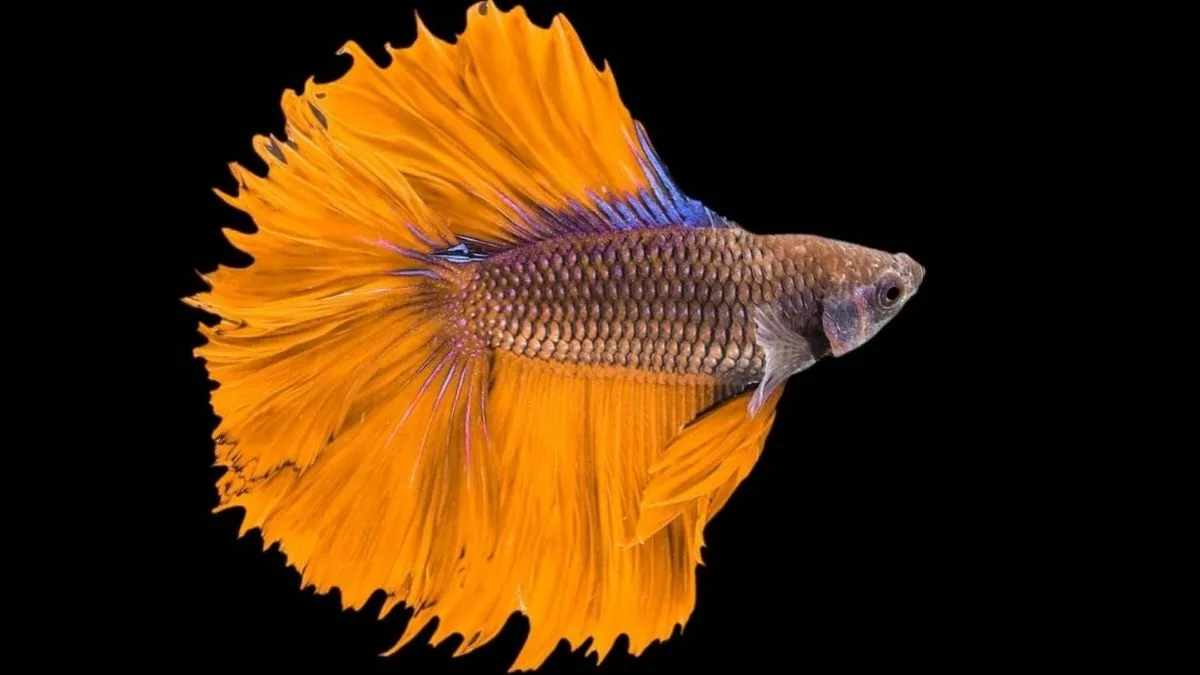 Gambar jenis ikan cupang Half Sun